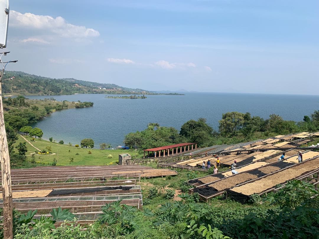Kinunu (Boneza) Coffee Experience Tour