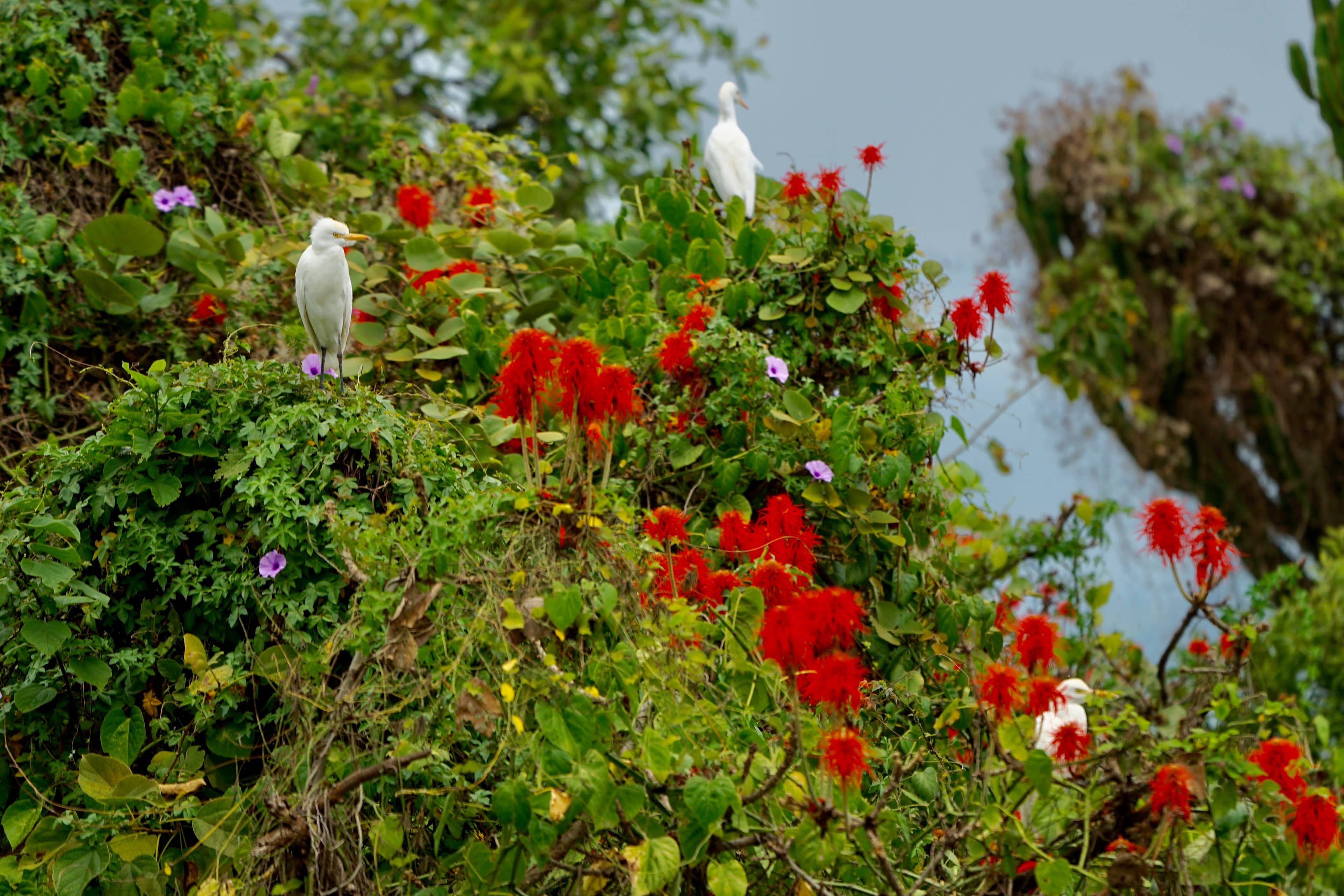 Lake Kivu Paradise Islands Tour